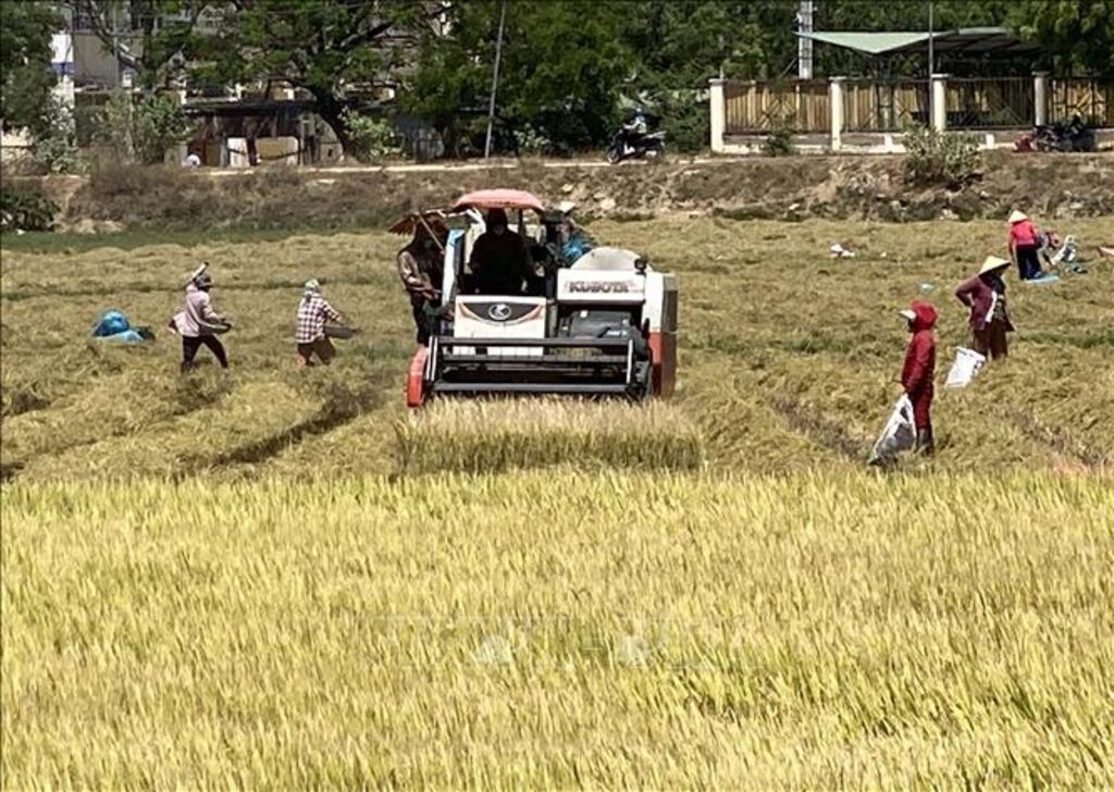 Máy gặt đập liên hợp hoạt động hết công suất tại huyện Thuận Nam. (Ảnh: Công Thử/TTXVN)